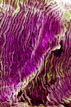 AP 17A1